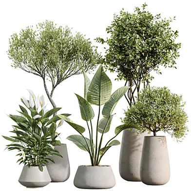 AV Indoor Plants Set 603 Chemlali Olive Peace Lily Olive Eucalyptus Bird Of Paradise