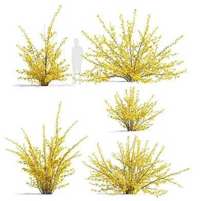 Forsythia
