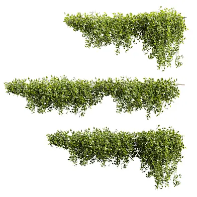 plant vol 1152 - Outdoor - ivy - pothos