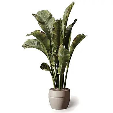 Plant - Tall Plant Big Leaf Banana 586