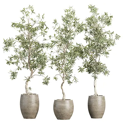 Indoor Plants in Pot 501 3D Model