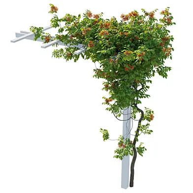 Coral Honeysuckle 01
