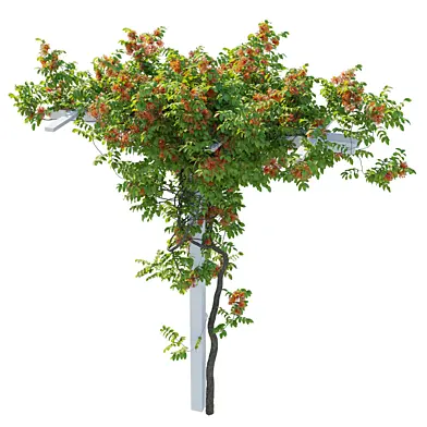 Coral Honeysuckle 03