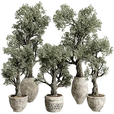 Outdoor Plant Set 269 Pot Old Olive Tree Concrete Old Vase