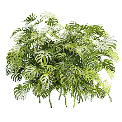Outdoor Monstera Plants 509