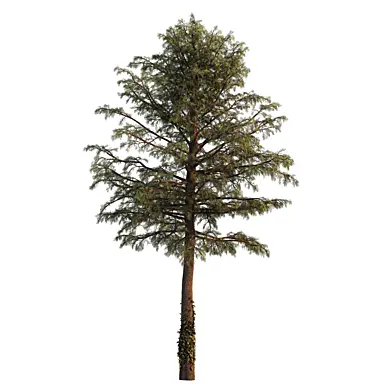 Mature Pine With Ivy
