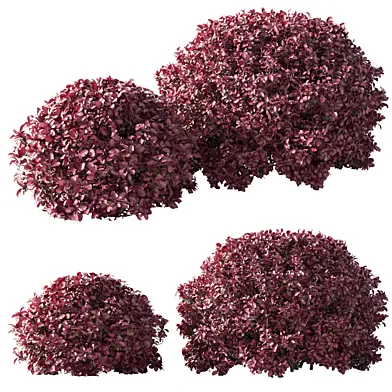 Барбарис Тунберга Berberis thunbergii 60 и 40 см 002