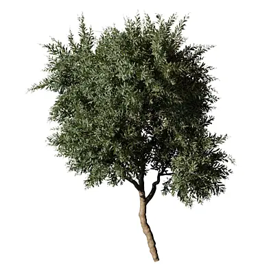 tree vol 65