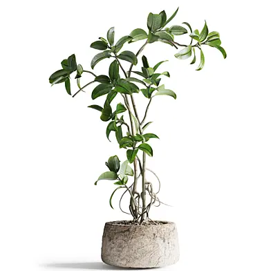 ficus Plant in stone pot