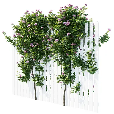 Climbing Rose 06