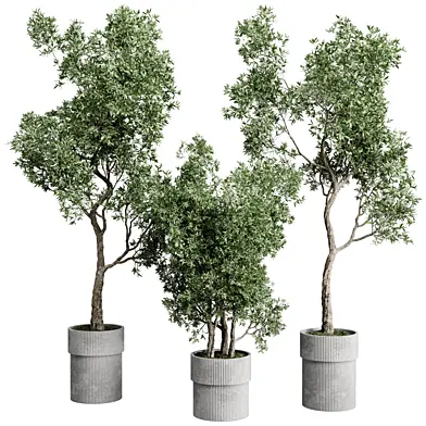 Tree Branch in a Concrete Pot - set Indoor Plant 830