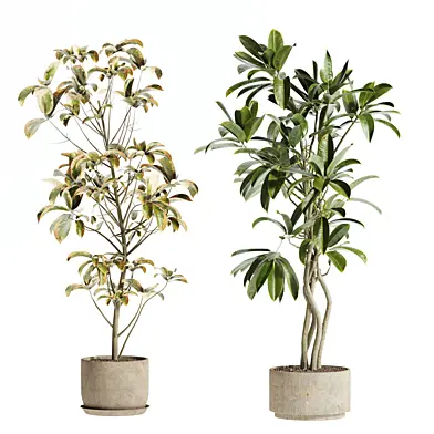 set107 indoor plant
