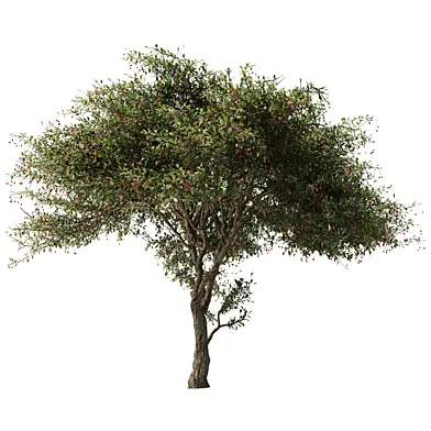 Crataegus Tree Vol 05