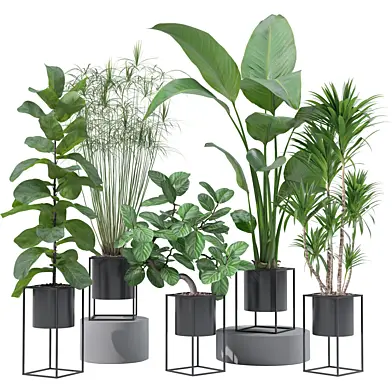 5 Indoor Plants Set 240 - Ficus Lyrata Cyperus Strelitzia Nicolai Dracaena Cordyline