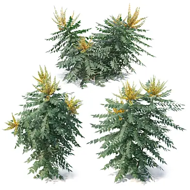 Berberis hortensis