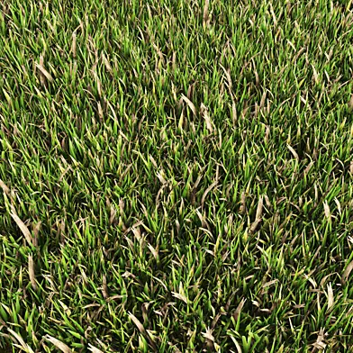 Grass n9