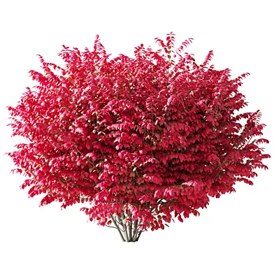 Бересклет крылатый Euonymus alatus 170 см 002