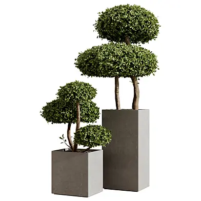 Topiary Cloud Style Bushes in Concrete Planter