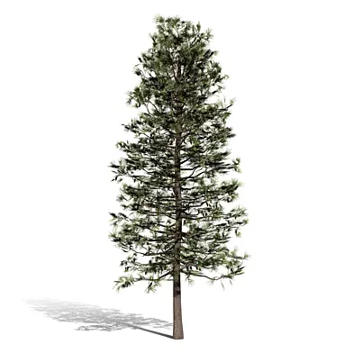North American Pines Collection
