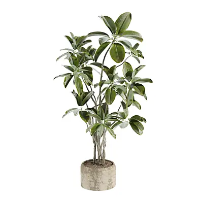 set109 indoor plant