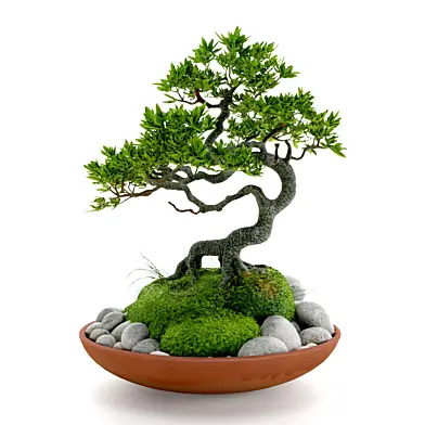Bonsai plant Indoor 002