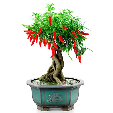 Red Chili Bonsai Plant indoor 006