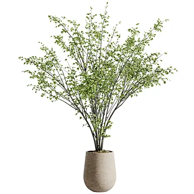 Indoor Bonsai Plant 209