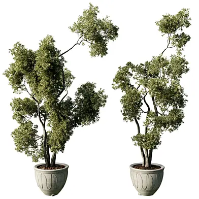 Tree Plant in a concrete pot - Indoor plants 843