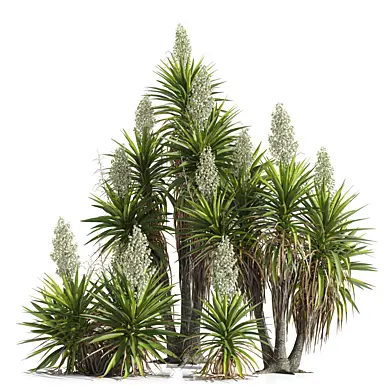 Юкка гигантская (Yucca gigantea) 2