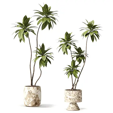 Plants - Tall Plants 638