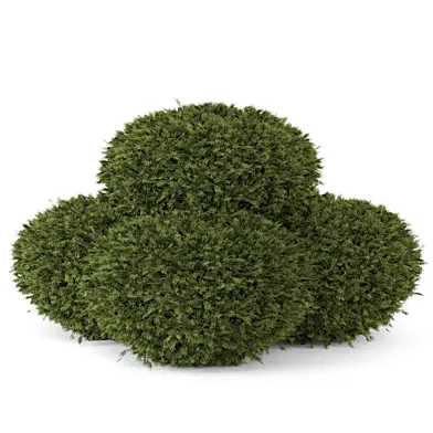 Outdoor Plants Pine Bush Tree_Bush Set 4781
