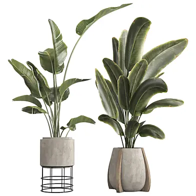 indoor plant 0100