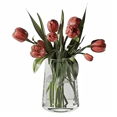 Tulip flower 273