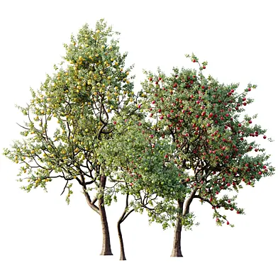 AV Plant Malus Pumila Apple Red Fruit Tree 03