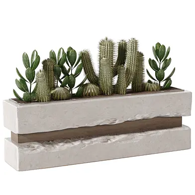 Plants Box - Plants Collection Set Cactus and Succulent 649