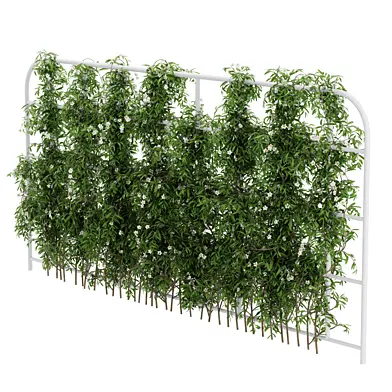 Horizontal Ivy Flowering_01_48