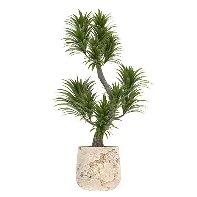 indoor plant 013