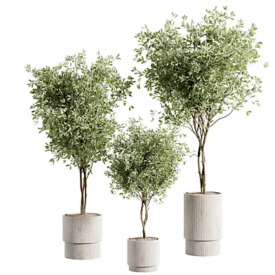 Olive tree