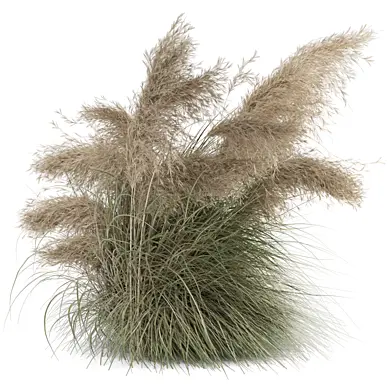 Outdoor Plants Pampas Bush and Tree_Set 4875