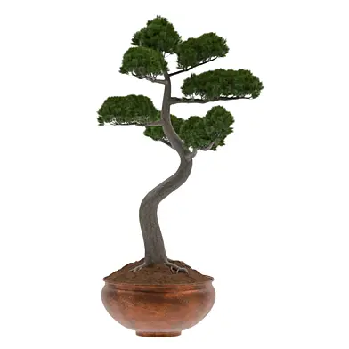 Pine Bonsai Tree-set-003