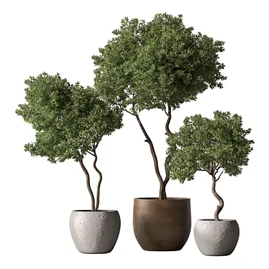 Outdoor Plants 786 - Tree and Bushes