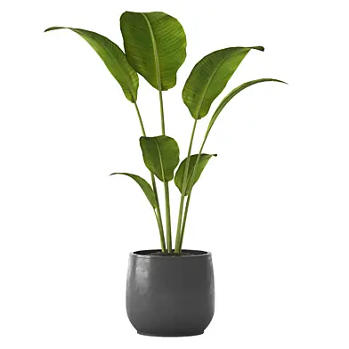 Indoor Plant 01