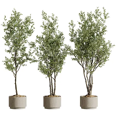 Indoor Bonsai Plant 241
