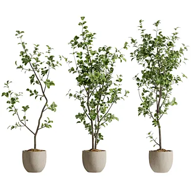 Indoor Bonsai Plant 242