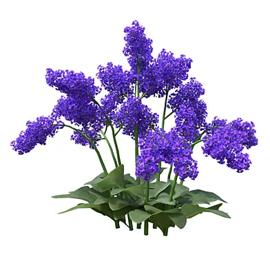Collection Flowering Plant 06 02