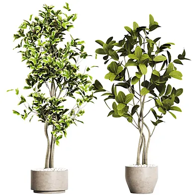 indoor plant 21