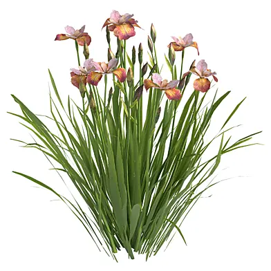 Siberian Iris03