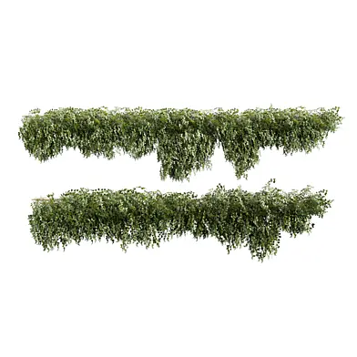 plant vol 1300 - Creeper - ivy