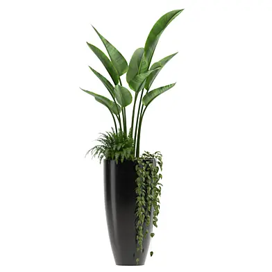 Strelitzia-Nicolai-Bird-Of-Paradise-Indoor-Plant-034