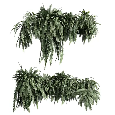 plant vol 1316 - fern - ivy